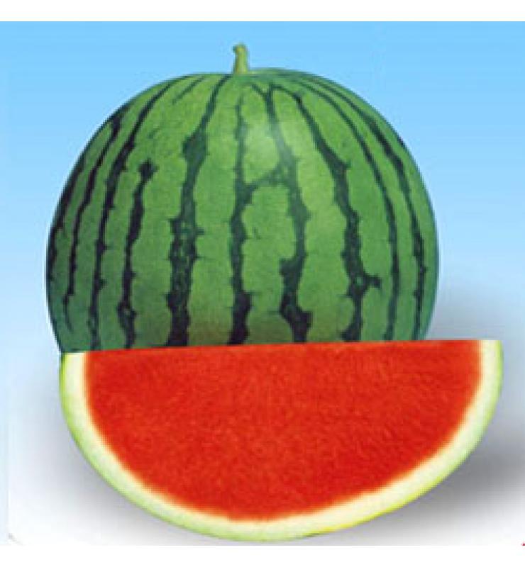 無籽西瓜系列