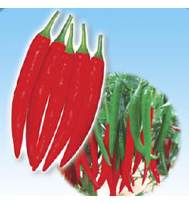 辣椒 超級紅豐404