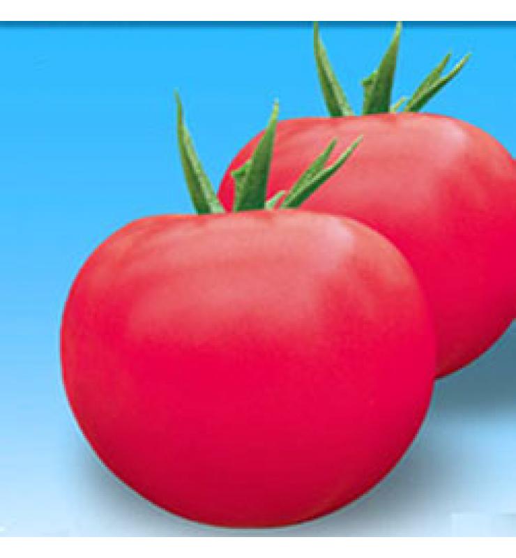 大粉果 碩粉8號