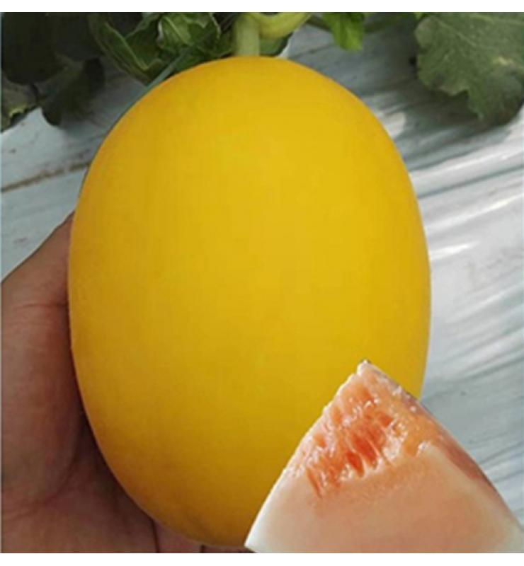 甜瓜 黃金蜜