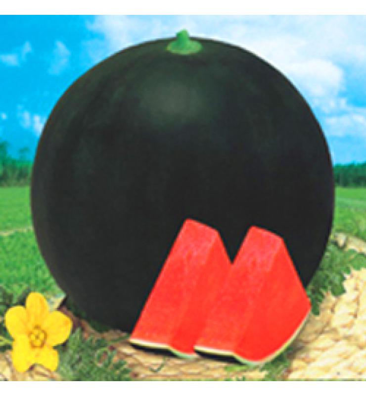 無籽西瓜 東方黑霸