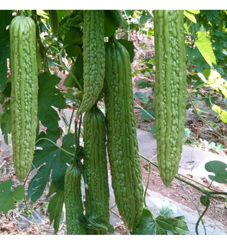 苦瓜 碧華3號